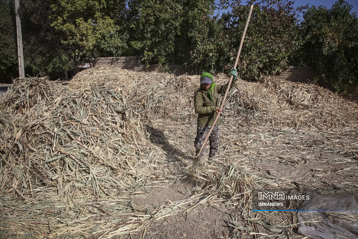 از ارزن تا جارو؛ روایت یک هنر کهن در خراسان شمالی