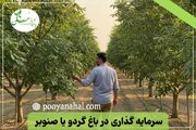 سرمایه‌ گذاری بلندمدت: باغ گردو یا صنوبر
