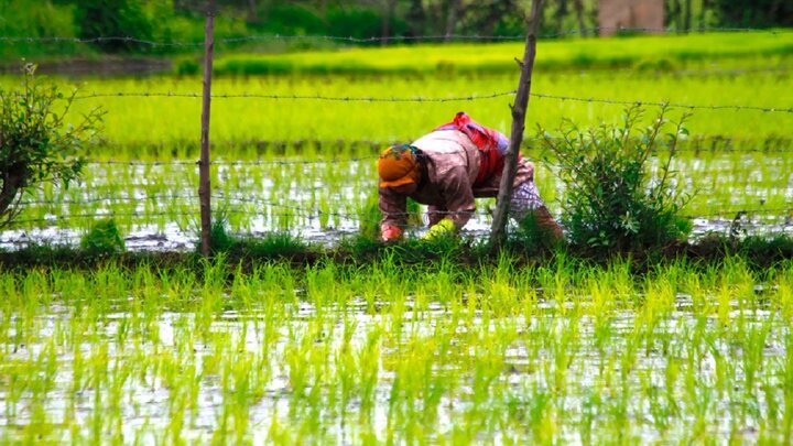 توسعه شهری با طعم برنج و بوی خاکِ خیس