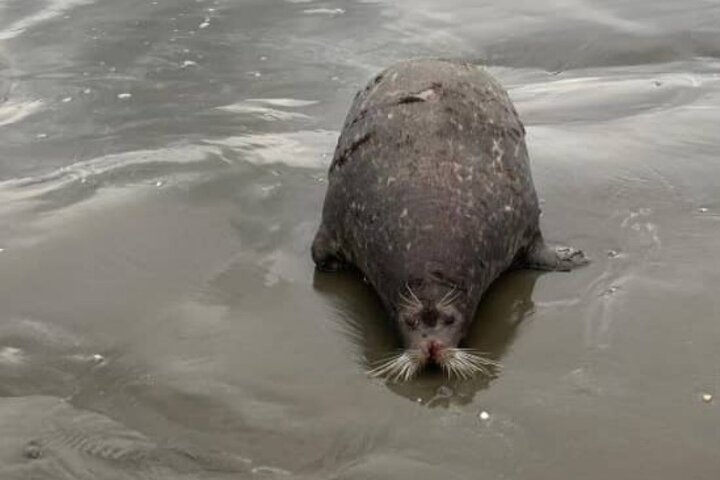 هشدار محیط‌زیست گیلان به شهروندان نسبت به پرهیز از تماس با لاشه فوک خزری