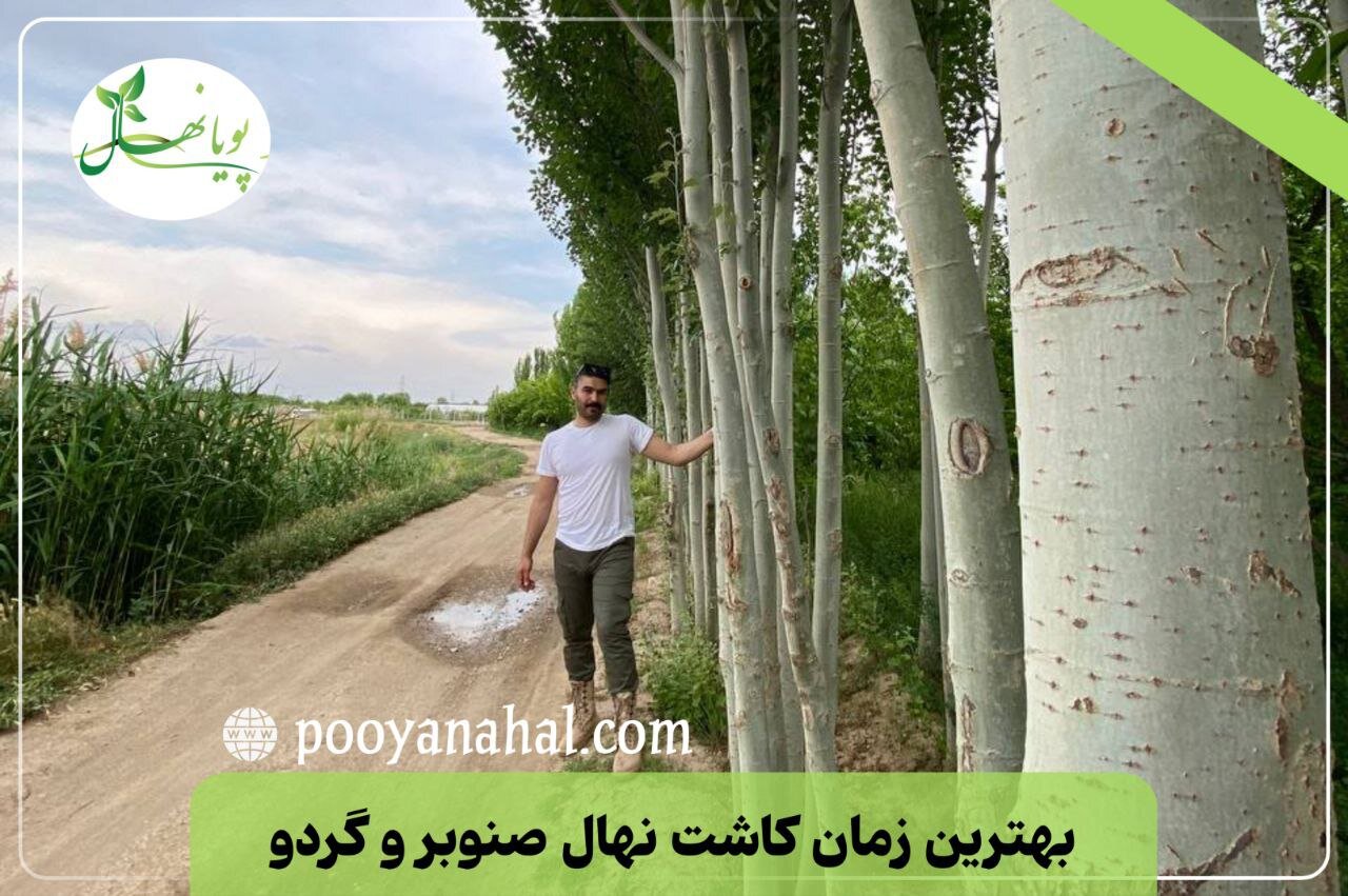 سرمایه‌ گذاری بلندمدت: باغ گردو یا صنوبر