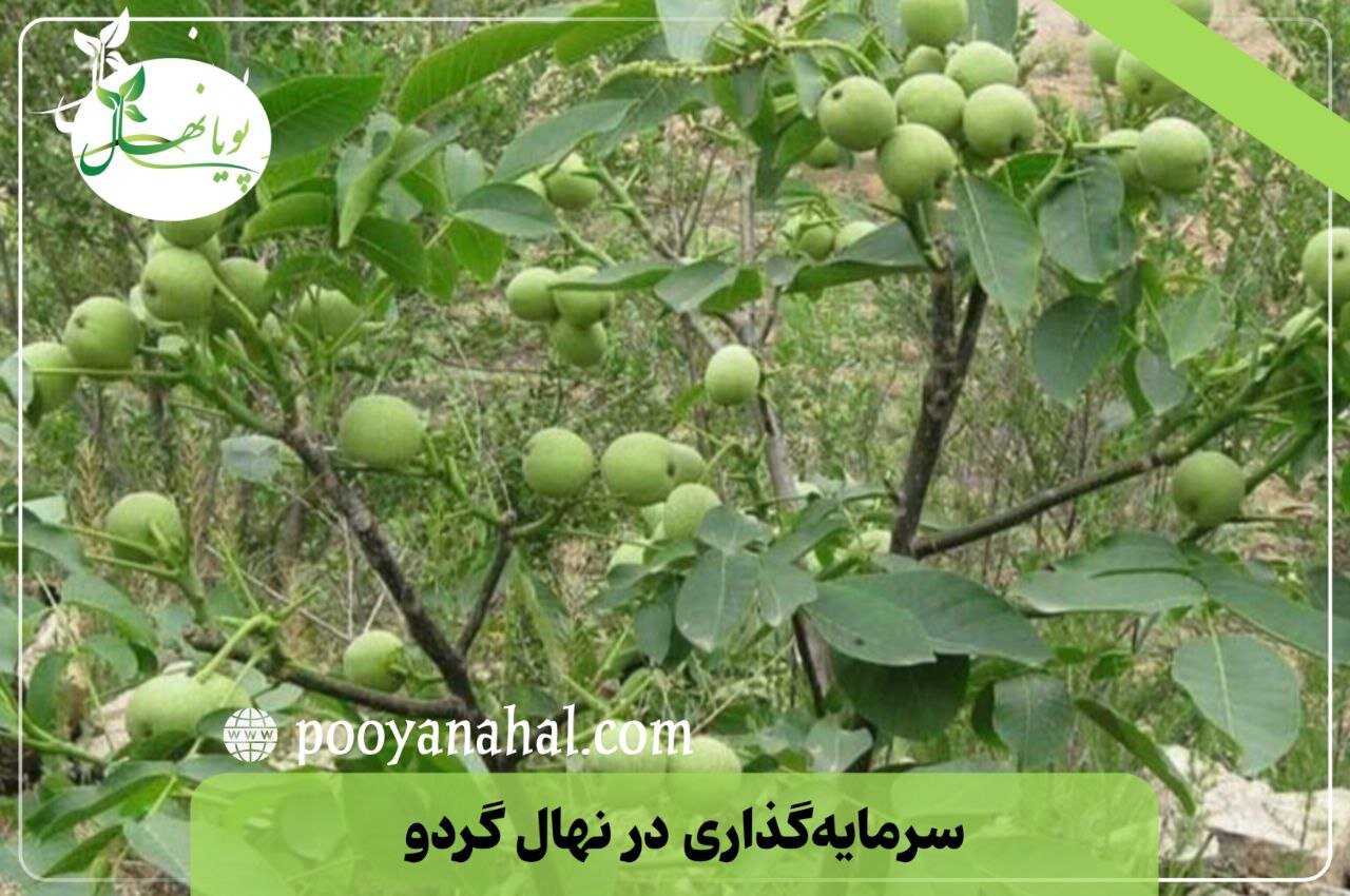 سرمایه گذاری بلندمدت: باغ گردو یا صنوبر