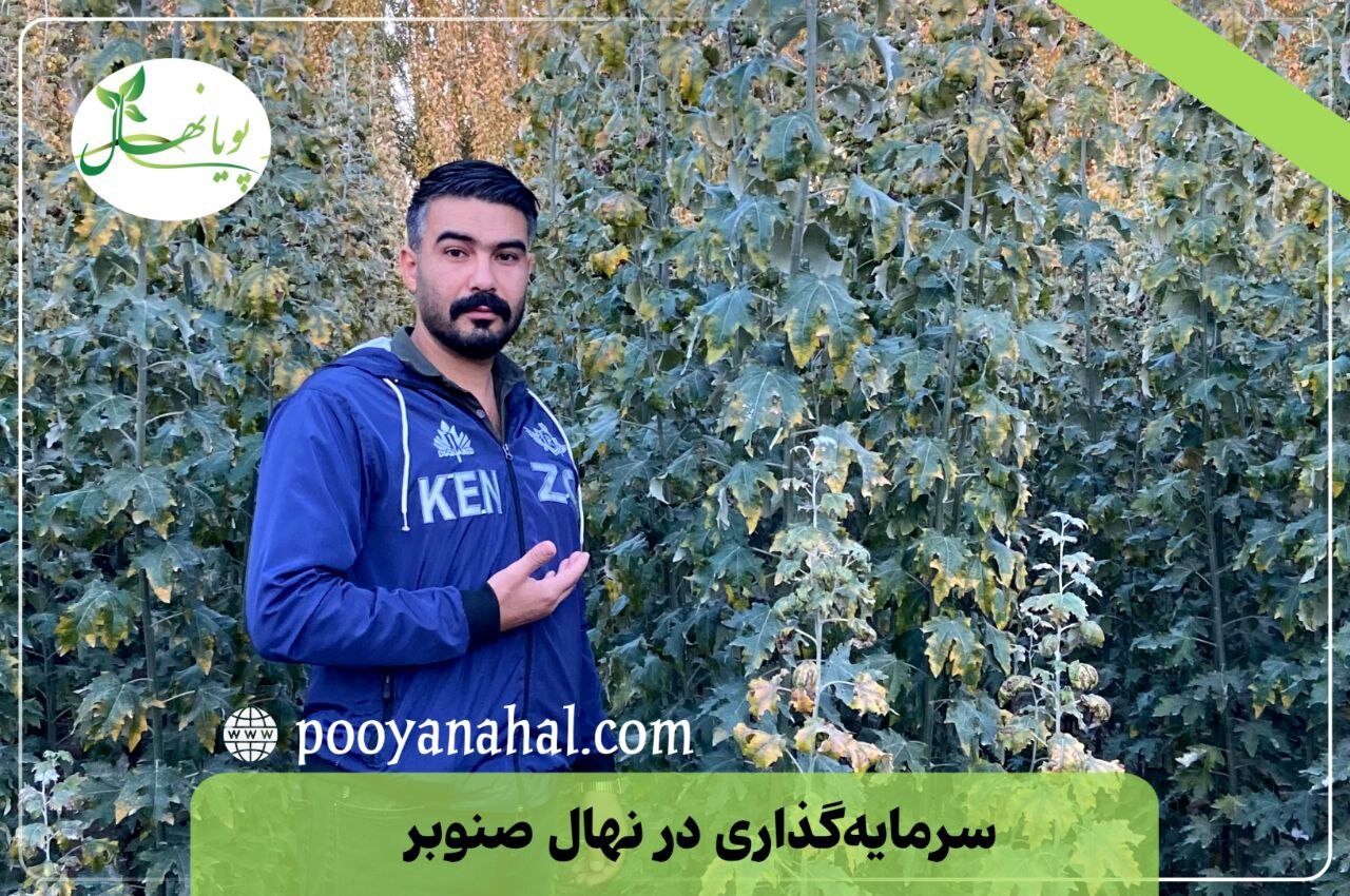 سرمایه گذاری بلندمدت: باغ گردو یا صنوبر