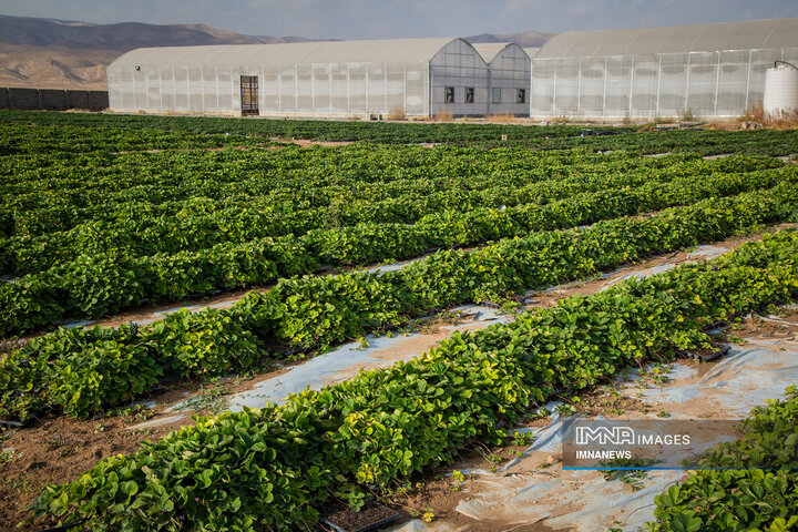 شهرداری زنجان به سمت خودکفایی در تولید گل و گیاه می‌رود