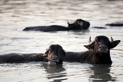 همنفس نخل و نهر؛ گاومیش میراث زنده خوزستان