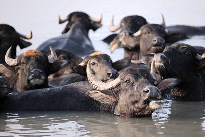 همنفس نخل و نهر؛ گاومیش میراث زنده خوزستان