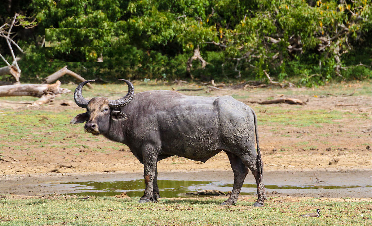 همنفس نخل و نهر؛ گاومیش میراث زنده خوزستان