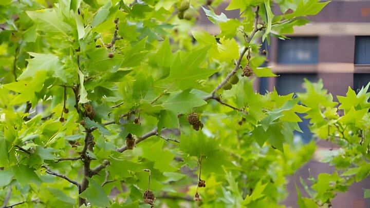 اجرای عملیات سم‌پاشی درختان چنار خرم‌آباد