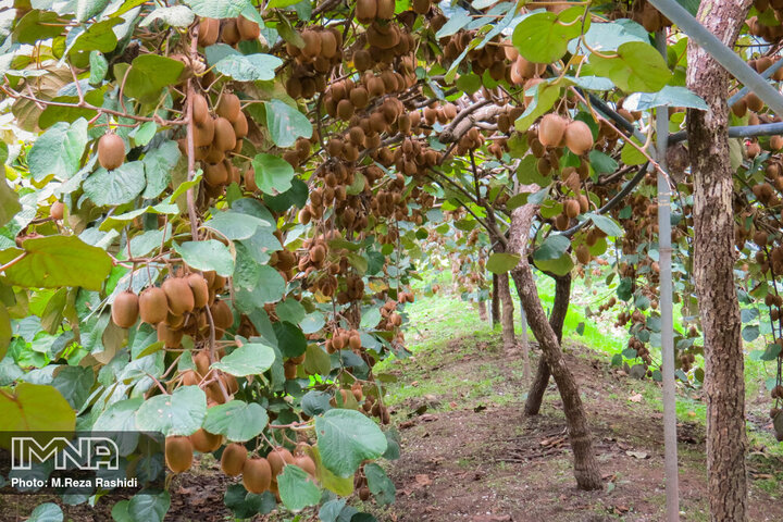سایه دلالان بر طلای سبز شمال