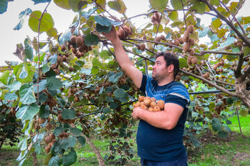سایه دلالان بر طلای سبز شمال
