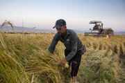 پیش‌بینی برداشت بیش از ۱۱ هزار و ۵۰۰ تن برنج از شالیزارهای ایلام