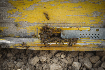 Bojnord’s Beekeepers Shape a Quiet Rural Economy