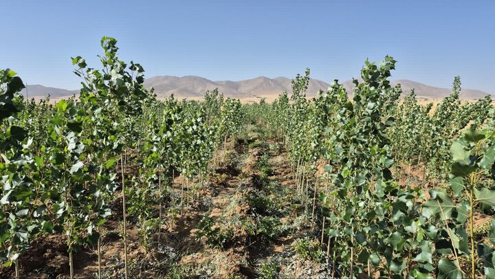 ۲.۵ میلیون نهال رایگان در کردستان توزیع می‌شود