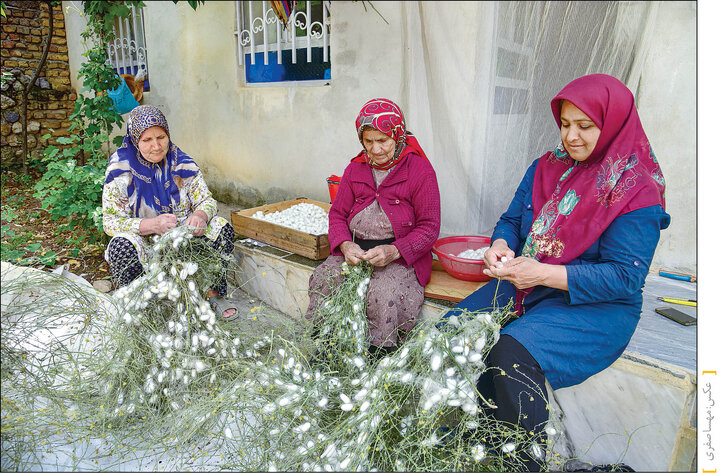 ابریشم ایرانی، نخ‌های طلایی یک میراث کهن /  نوغان، نگین بکر تقویت اقتصاد روستایی