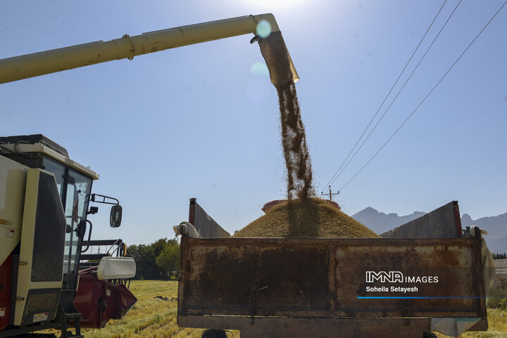 آغاز برداشت برنج از شالیزارهای کامفیروز فارس