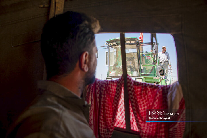 آغاز برداشت برنج از شالیزارهای کامفیروز فارس