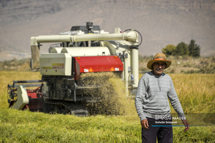 آغاز برداشت برنج از شالیزارهای کامفیروز فارس