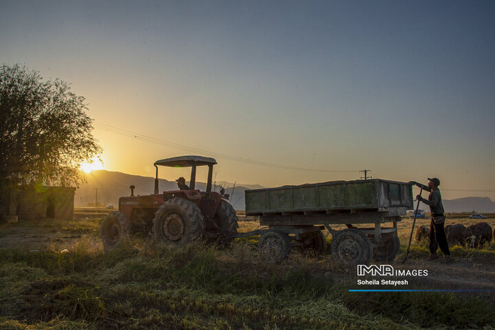 آغاز برداشت برنج از شالیزارهای کامفیروز فارس
