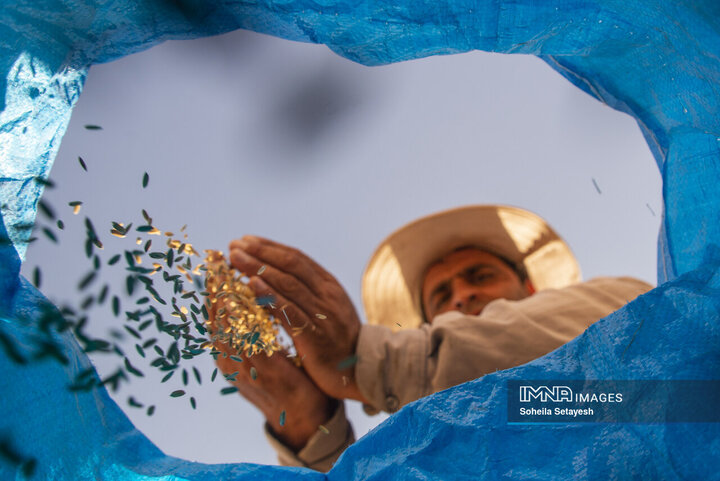 آغاز برداشت برنج از شالیزارهای کامفیروز فارس