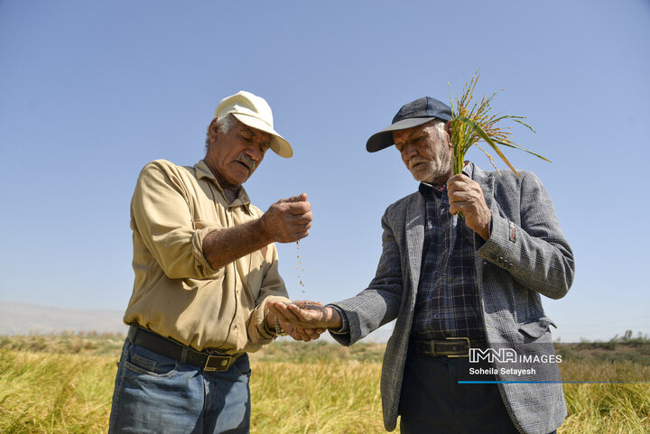 آغاز برداشت برنج از شالیزارهای کامفیروز فارس