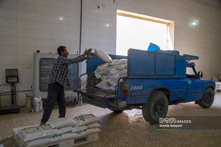 آغاز برداشت برنج از شالیزارهای کامفیروز فارس