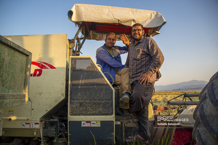 آغاز برداشت برنج از شالیزارهای کامفیروز فارس