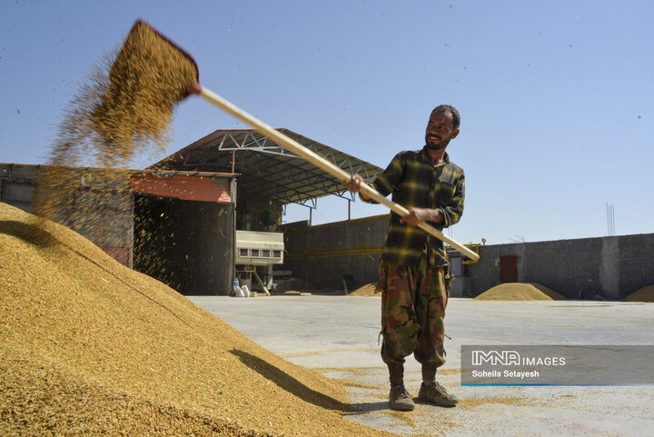 آغاز برداشت برنج از شالیزارهای کامفیروز فارس