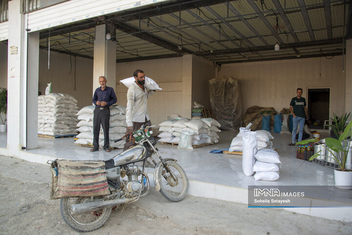 آغاز برداشت برنج از شالیزارهای کامفیروز فارس