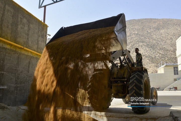 آغاز برداشت برنج از شالیزارهای کامفیروز فارس