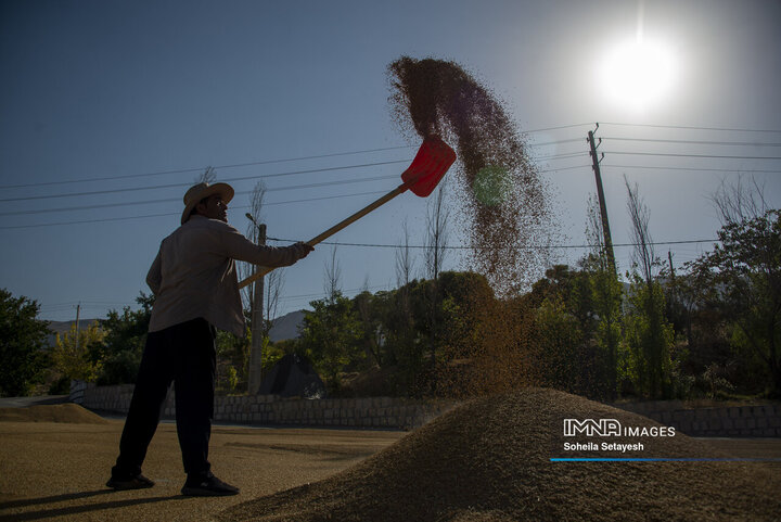 آغاز برداشت برنج از شالیزارهای کامفیروز فارس