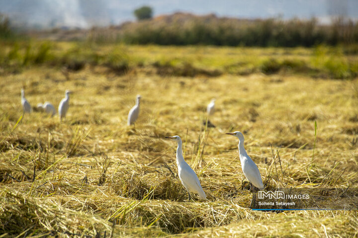 آغاز برداشت برنج از شالیزارهای کامفیروز فارس