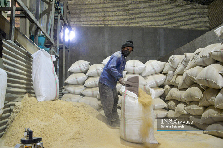 آغاز برداشت برنج از شالیزارهای کامفیروز فارس