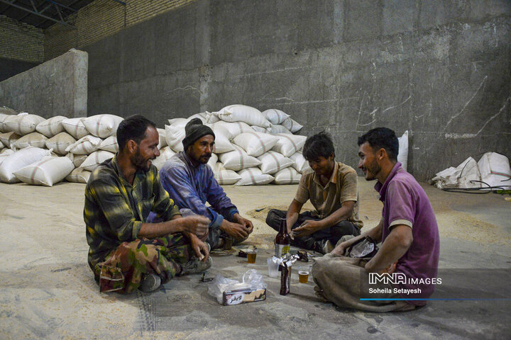 آغاز برداشت برنج از شالیزارهای کامفیروز فارس