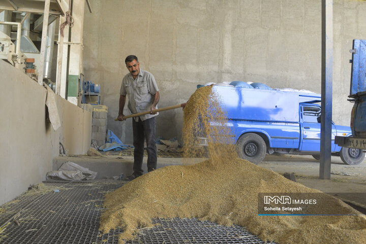 آغاز برداشت برنج از شالیزارهای کامفیروز فارس