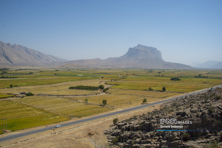 آغاز برداشت برنج از شالیزارهای کامفیروز فارس