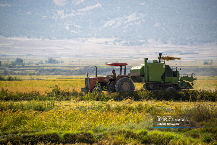 آغاز برداشت برنج از شالیزارهای کامفیروز فارس