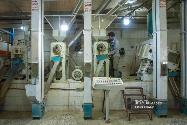 آغاز برداشت برنج از شالیزارهای کامفیروز فارس