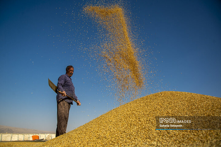 آغاز برداشت برنج از شالیزارهای کامفیروز فارس