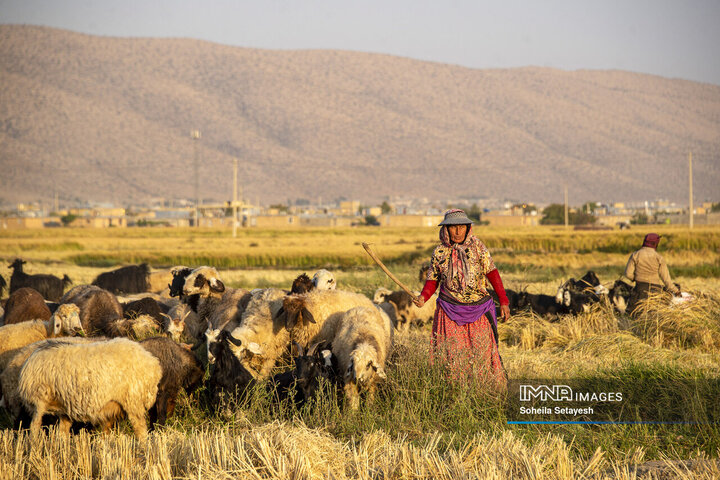 آغاز برداشت برنج از شالیزارهای کامفیروز فارس