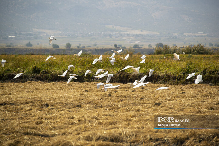 آغاز برداشت برنج از شالیزارهای کامفیروز فارس