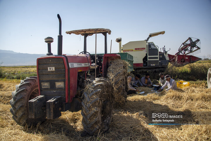 آغاز برداشت برنج از شالیزارهای کامفیروز فارس