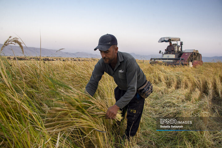 آغاز برداشت برنج از شالیزارهای کامفیروز فارس