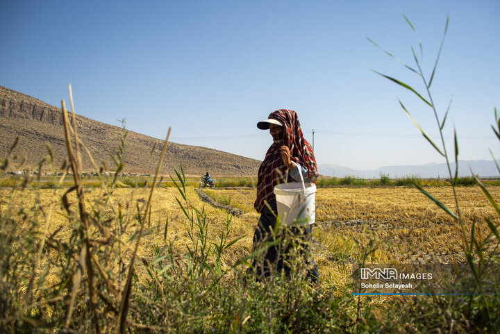 آغاز برداشت برنج از شالیزارهای کامفیروز فارس