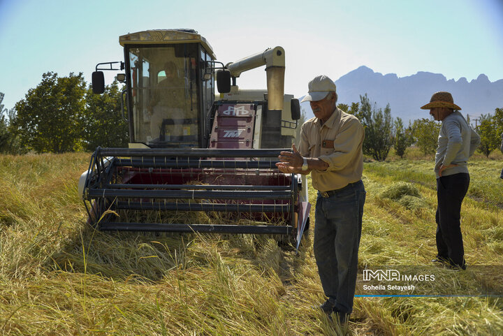 آغاز برداشت برنج از شالیزارهای کامفیروز فارس