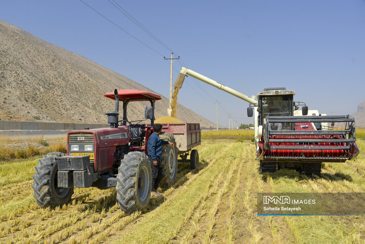 آغاز برداشت برنج از شالیزارهای کامفیروز فارس