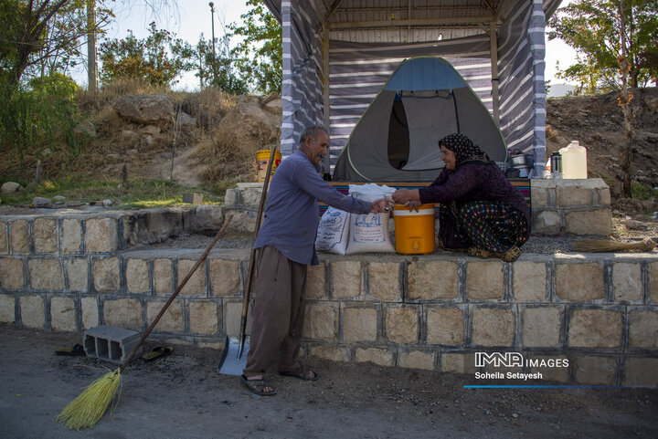 آغاز برداشت برنج از شالیزارهای کامفیروز فارس