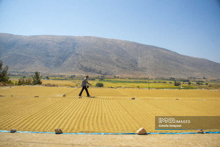 آغاز برداشت برنج از شالیزارهای کامفیروز فارس