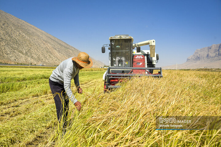 آغاز برداشت برنج از شالیزارهای کامفیروز فارس