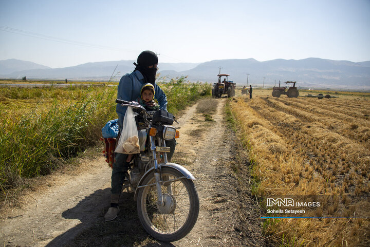 آغاز برداشت برنج از شالیزارهای کامفیروز فارس