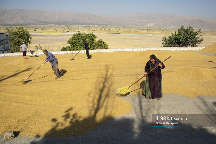 آغاز برداشت برنج از شالیزارهای کامفیروز فارس